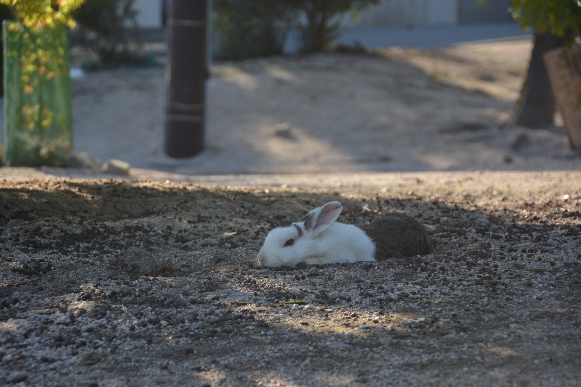 つかれたうさぎ