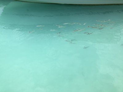 魚の群れ (ボラボラ島・フェリーターミナル)