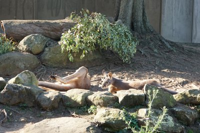 シドニー動物園カンガルー