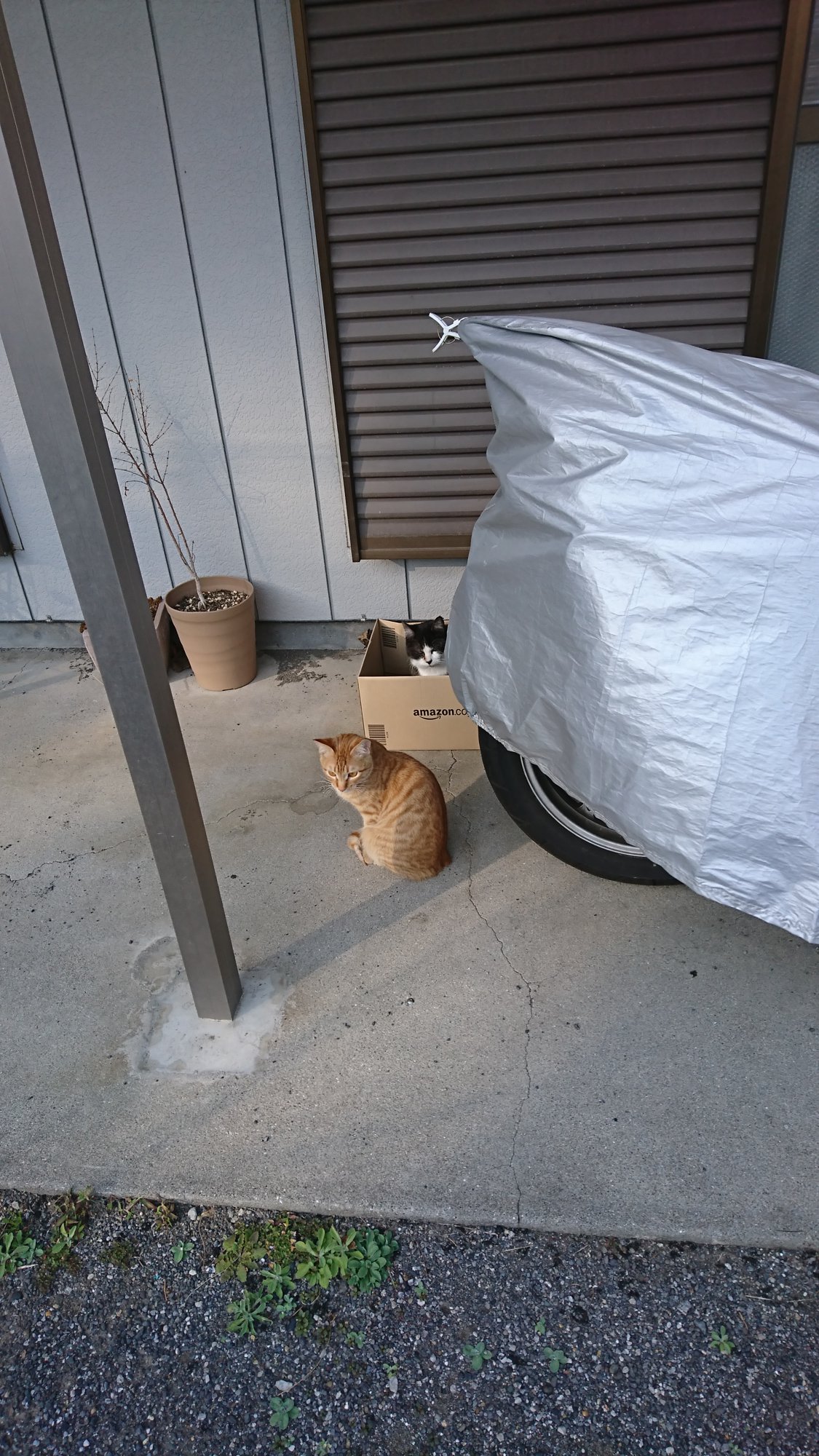 いえねこ