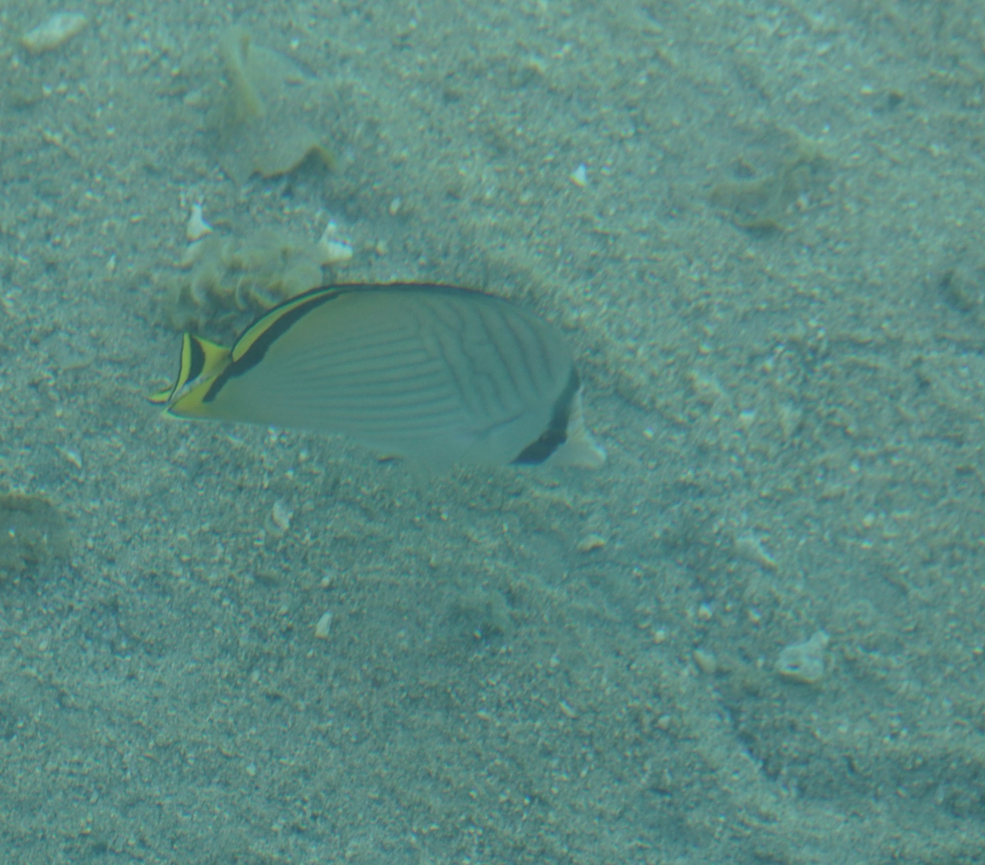 モーレア島の魚02