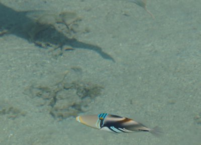 モーレア島の魚07