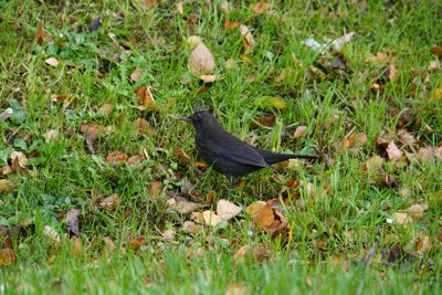 クロウタドリ (Eurasian Blackbird)