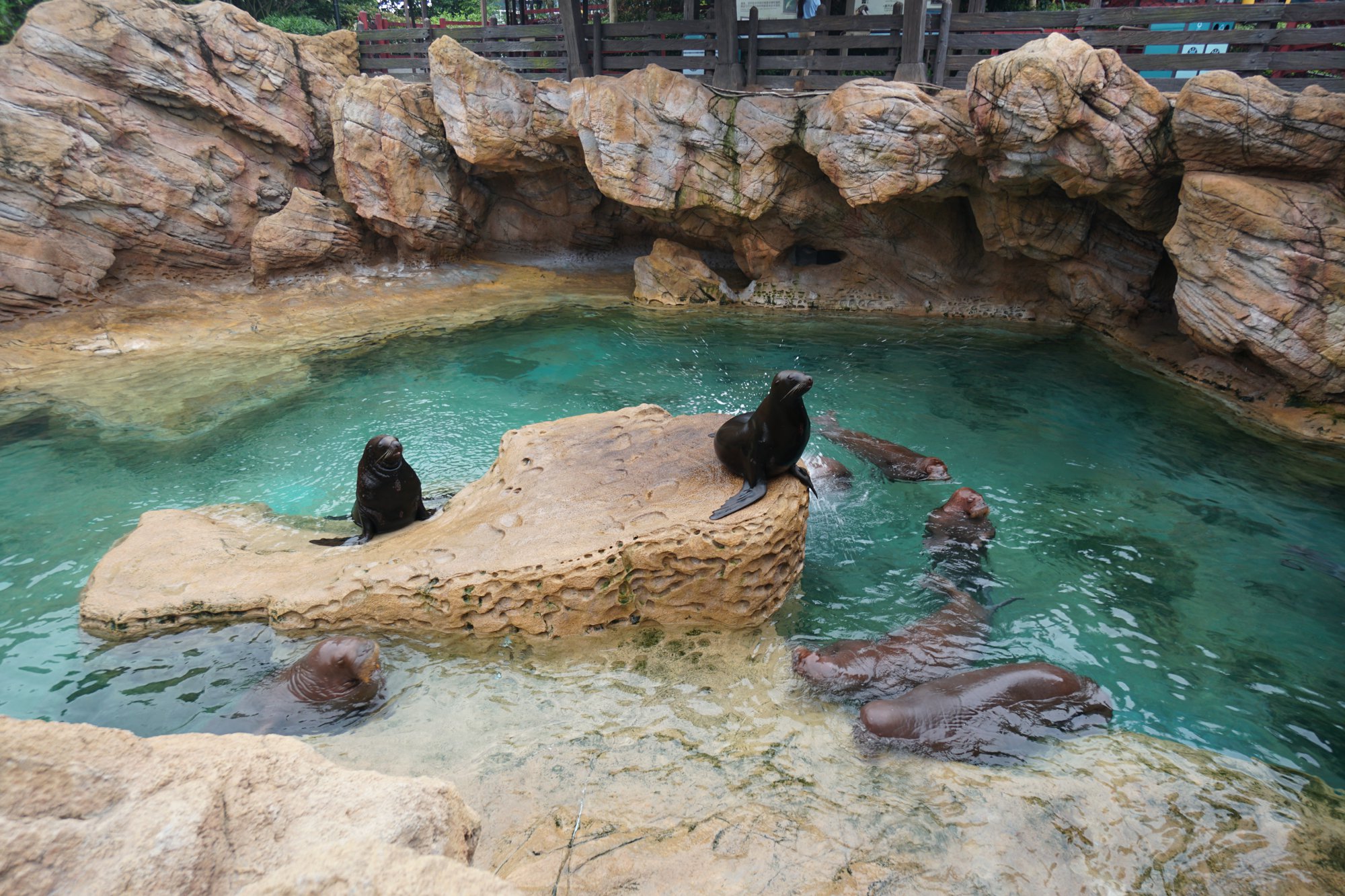 海象山のセイウチ