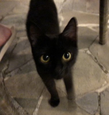 インターコンチネンタル・モーレア島の子黒猫