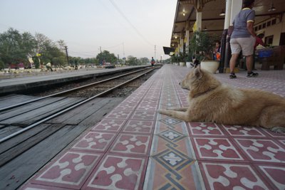アユタヤ駅で列車を待つ犬
