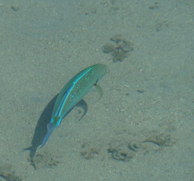 モーレア島の魚03