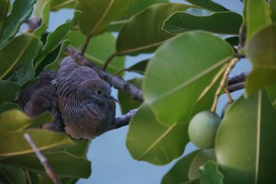 木で休む小さいハト