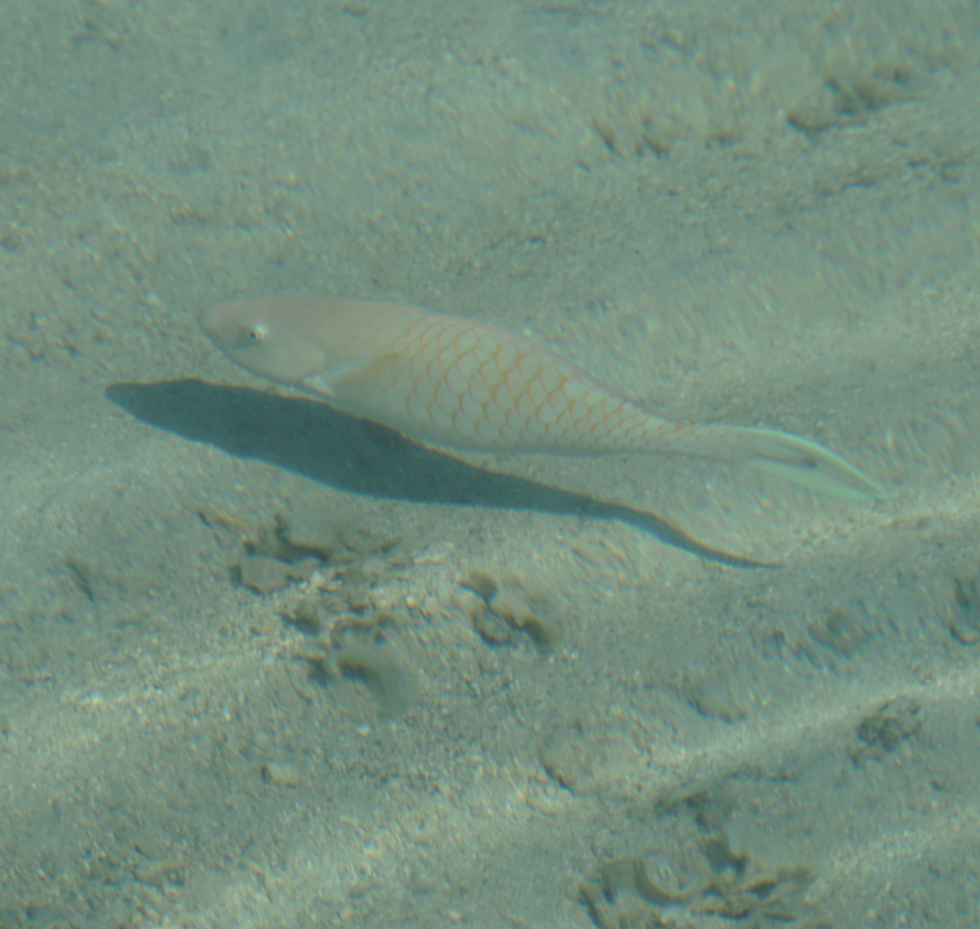 モーレア島の魚10