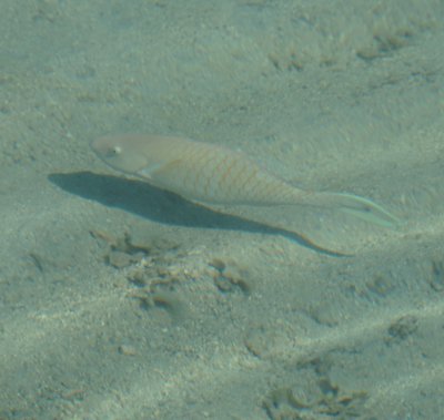 モーレア島の魚10
