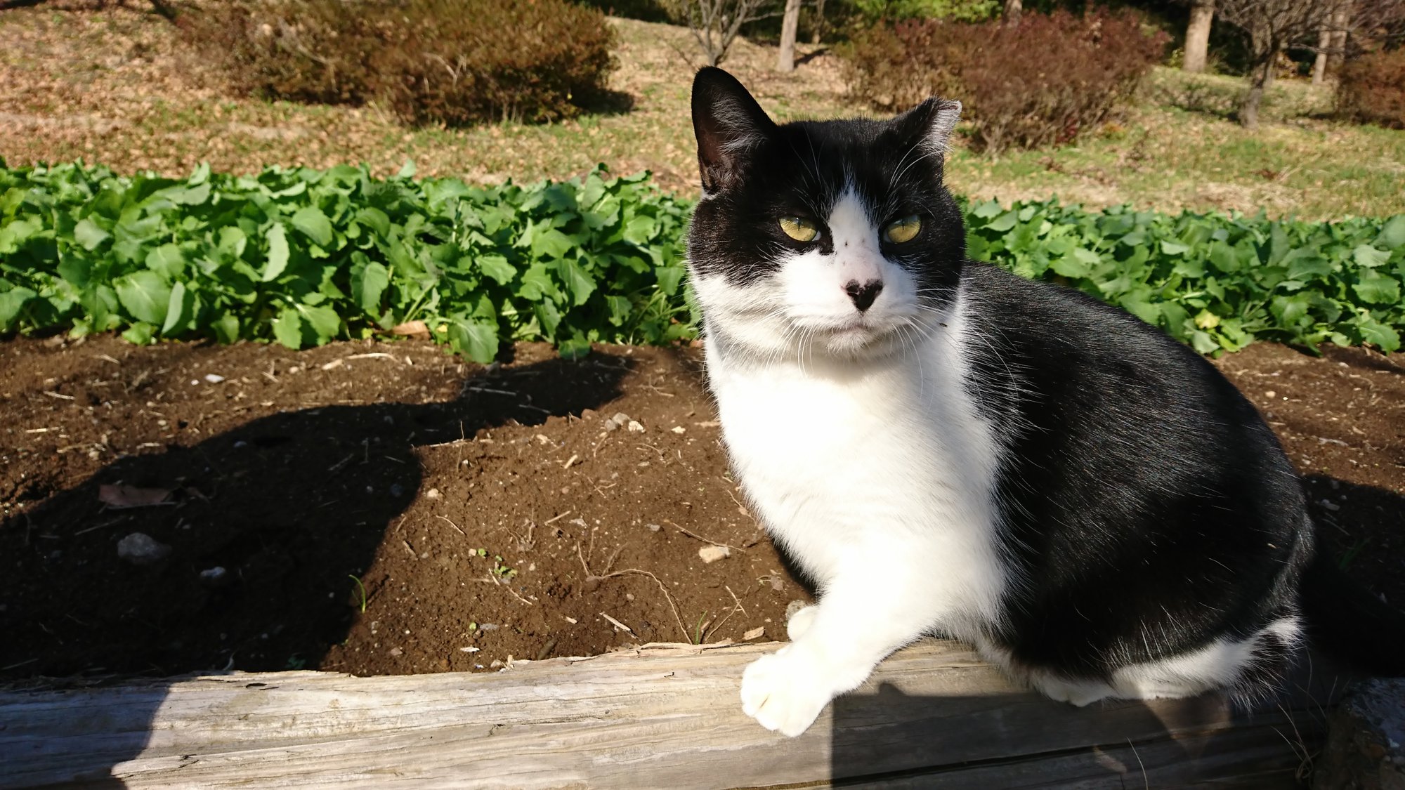 袖ヶ浦公園の猫