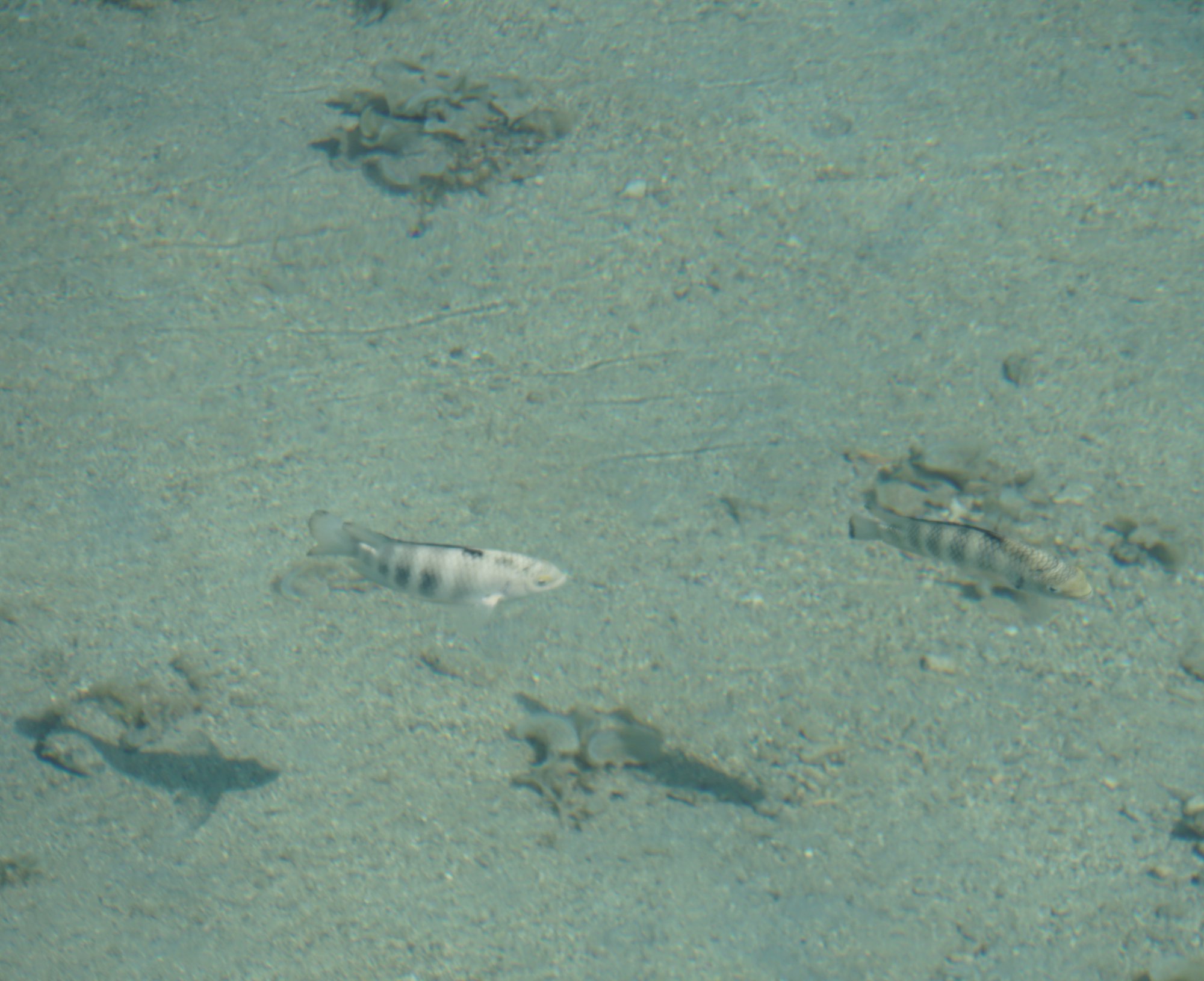 モーレア島の魚06