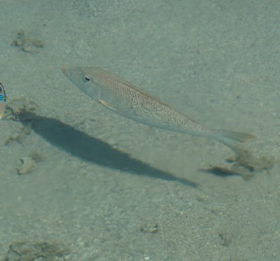 モーレア島の魚08