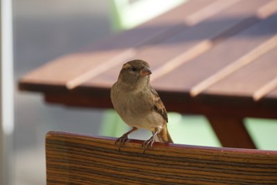 カフェのイエスズメ (House Sparrow) 