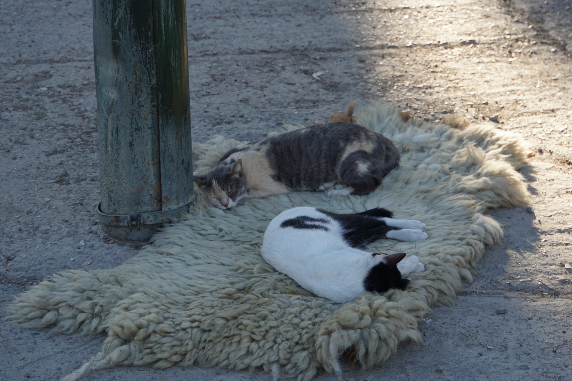 ぐっすり寝るフェズのねこ