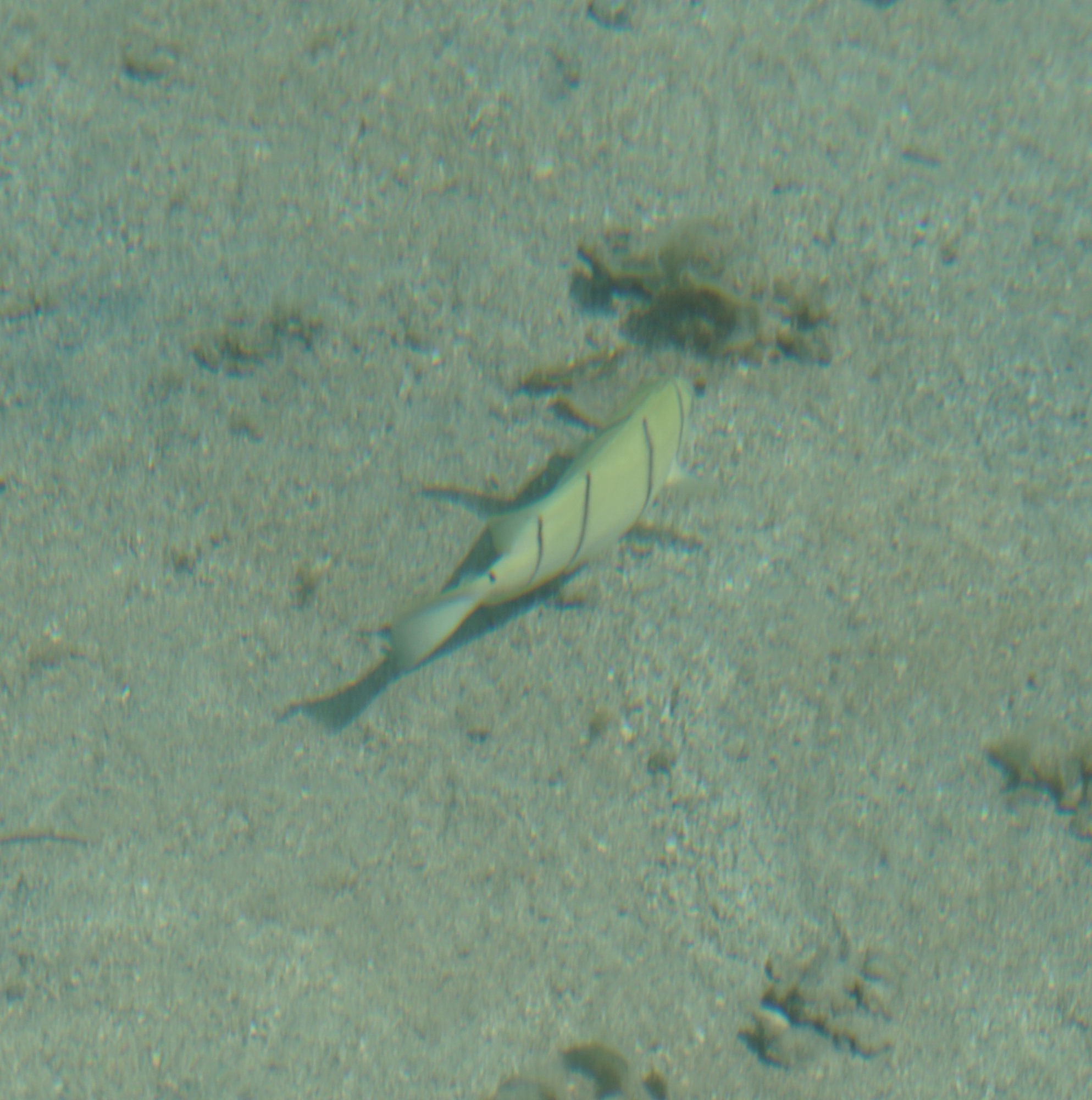モーレア島の魚04
