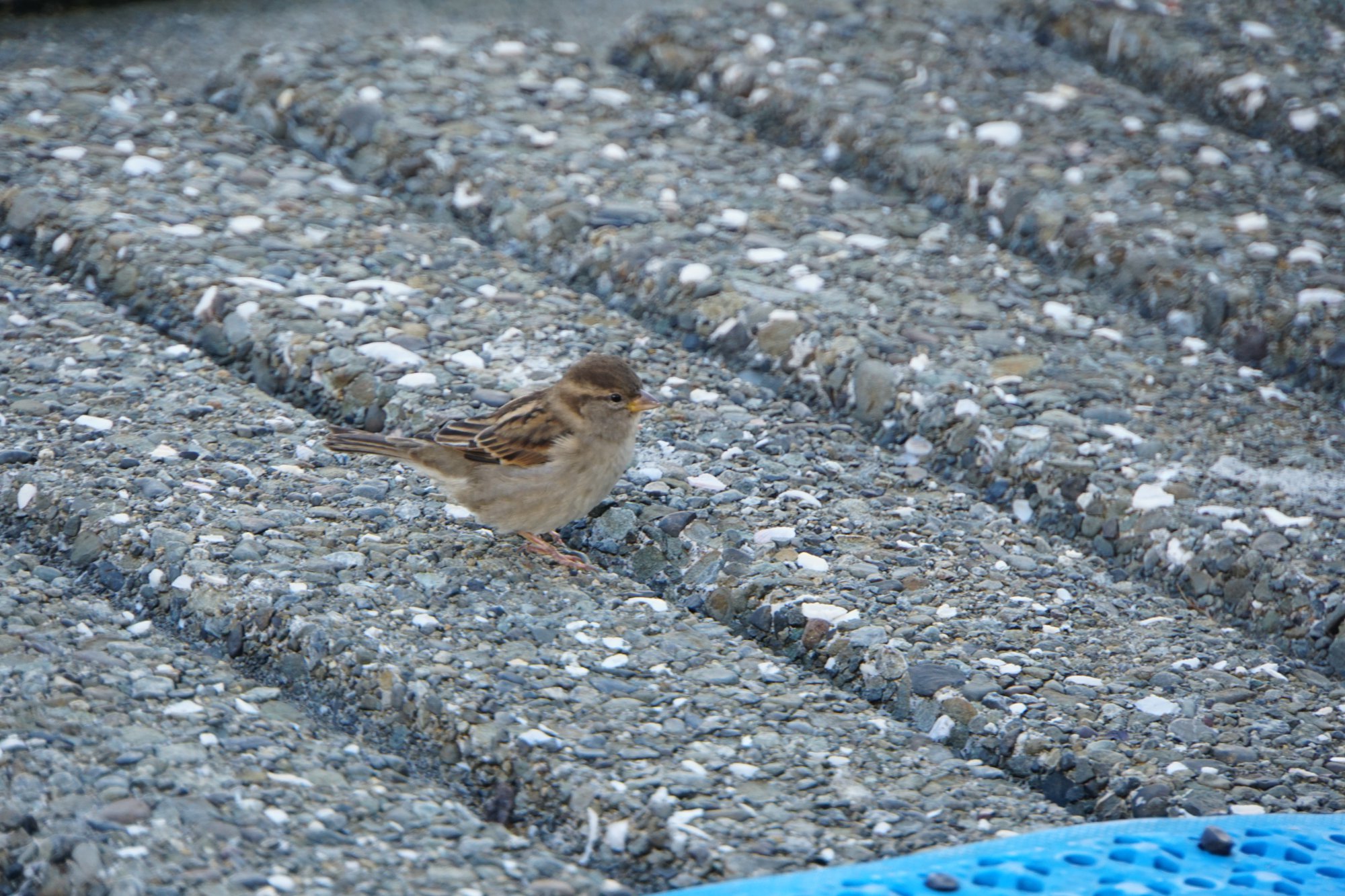 ウェリントンの小鳥 (Brown creeper?)