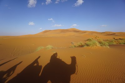 ラクダと行くサハラ砂漠