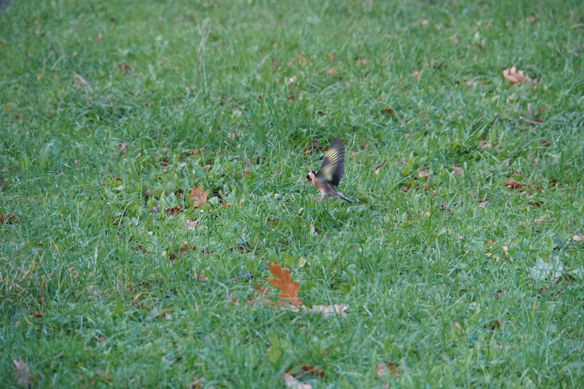 ゴシキヒワ (European Goldfinch)